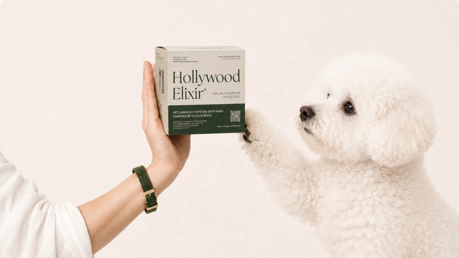 Bichon Frise with the Hollywood Elixir longevity system by La Petite Labs