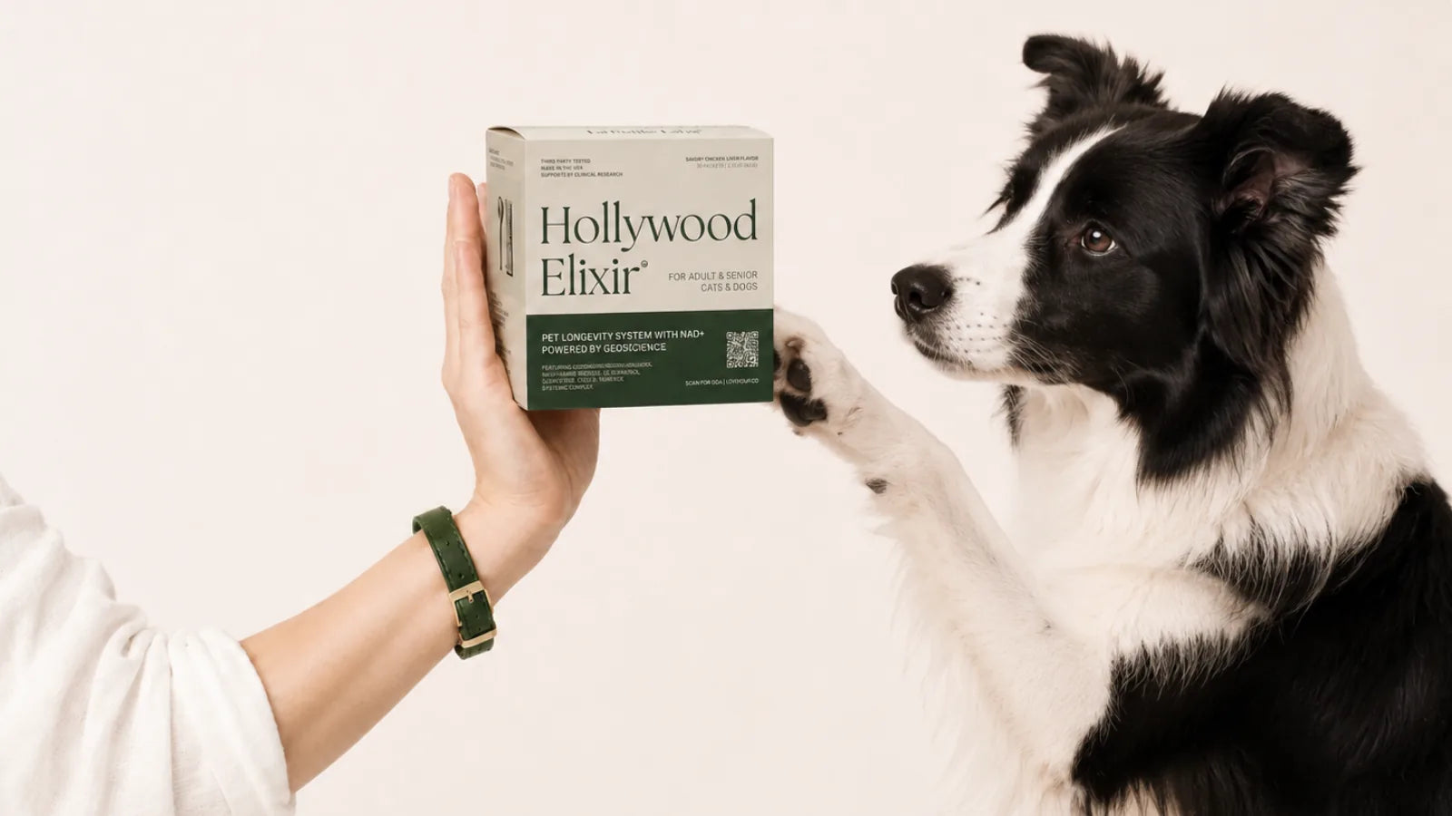 Border Collie with the Hollywood Elixir longevity system by La Petite Labs