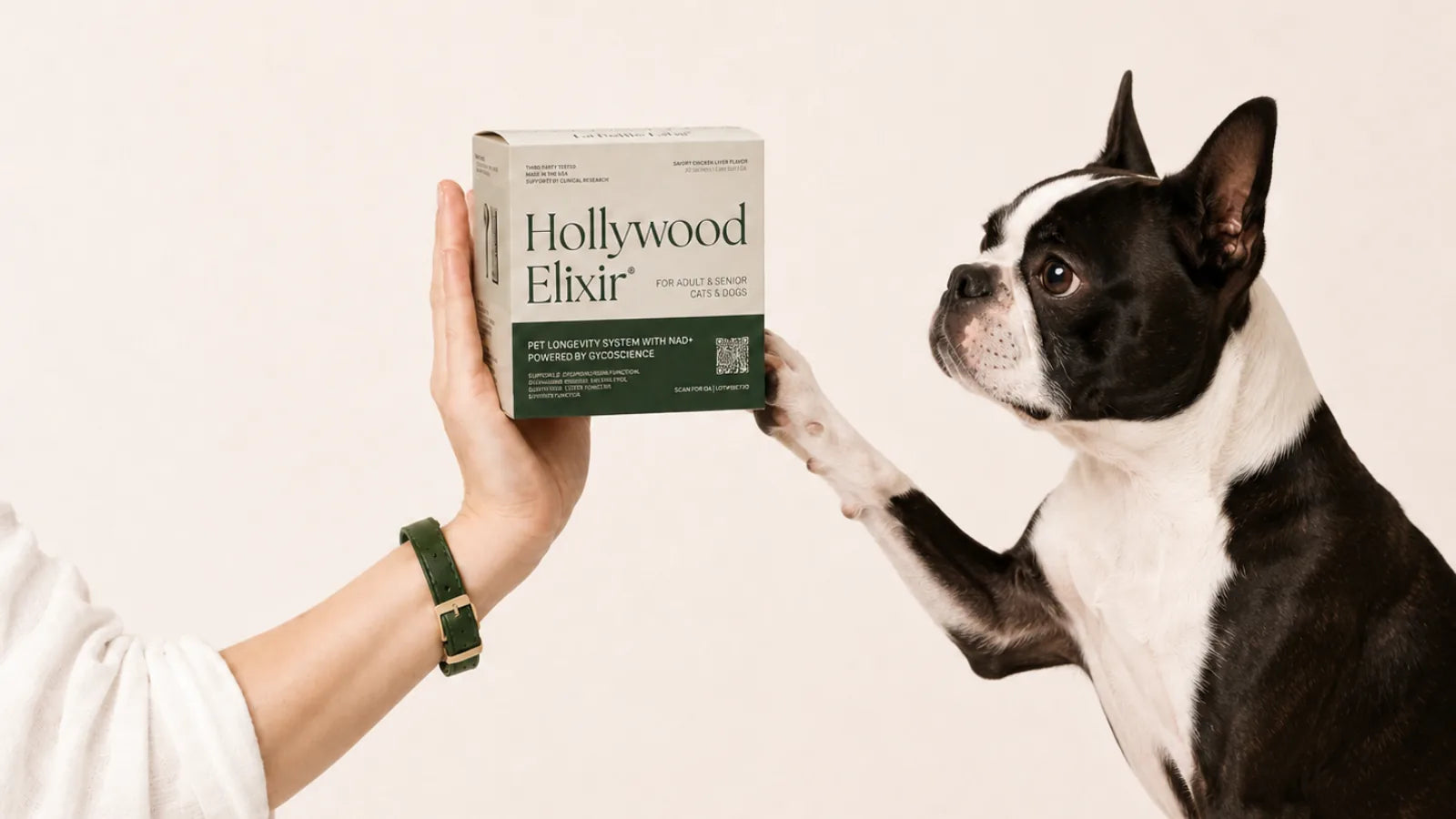 Boston Terrier with the Hollywood Elixir longevity system by La Petite Labs