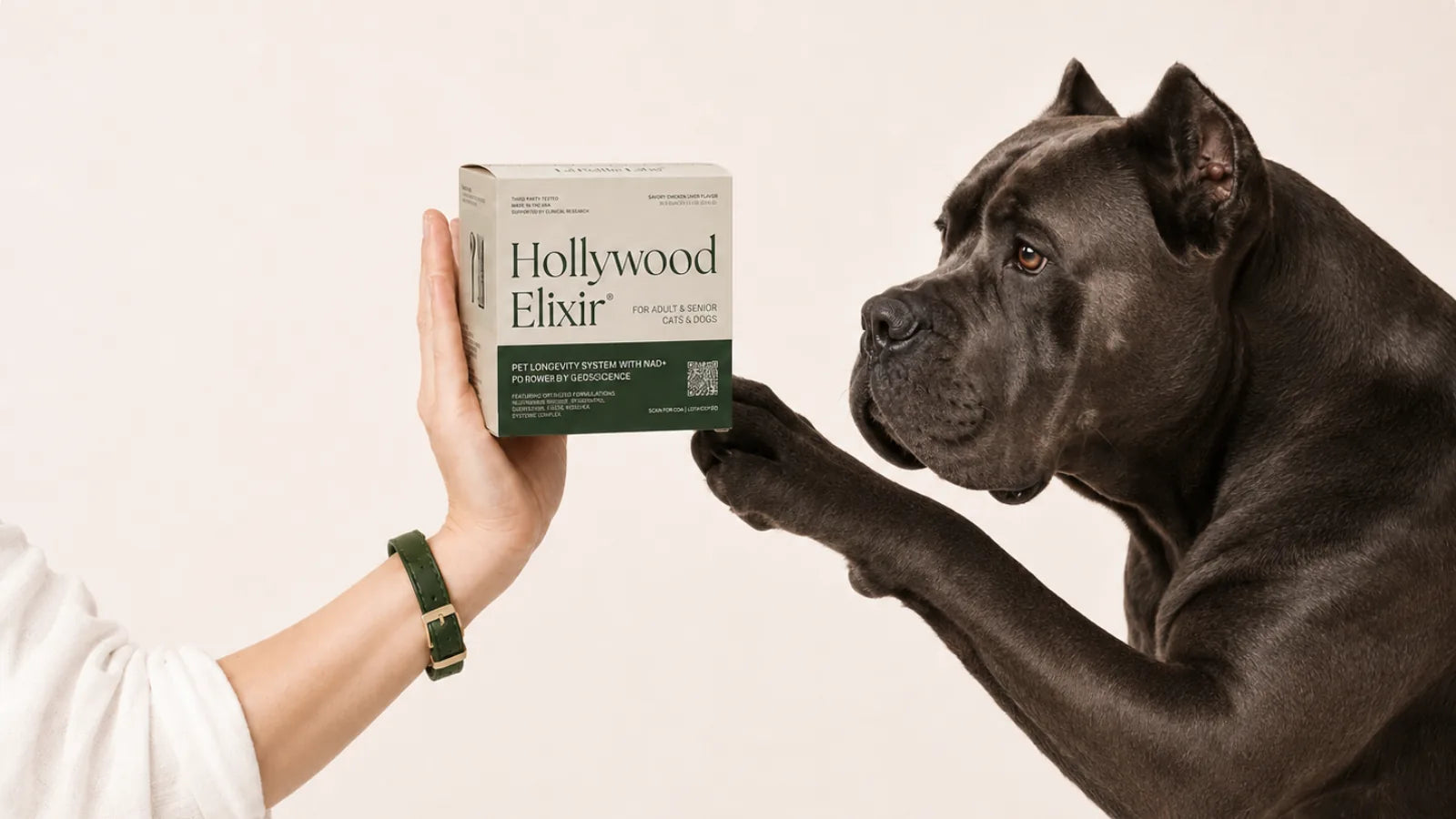 Cane Corso with the Hollywood Elixir longevity system by La Petite Labs