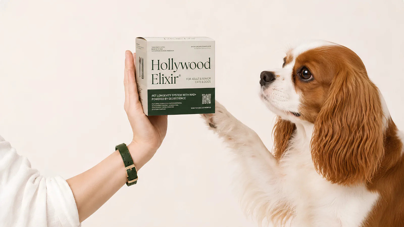 Cavalier King Charles Spaniel with the Hollywood Elixir longevity system by La Petite Labs