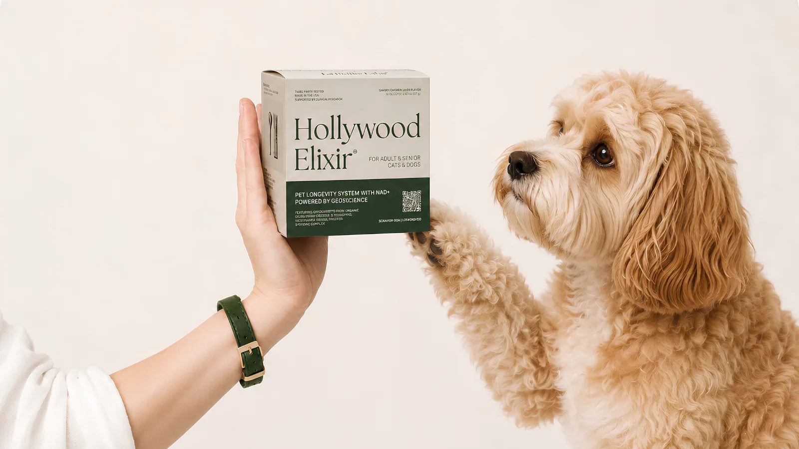 Cavapoo with the Hollywood Elixir longevity system by La Petite Labs