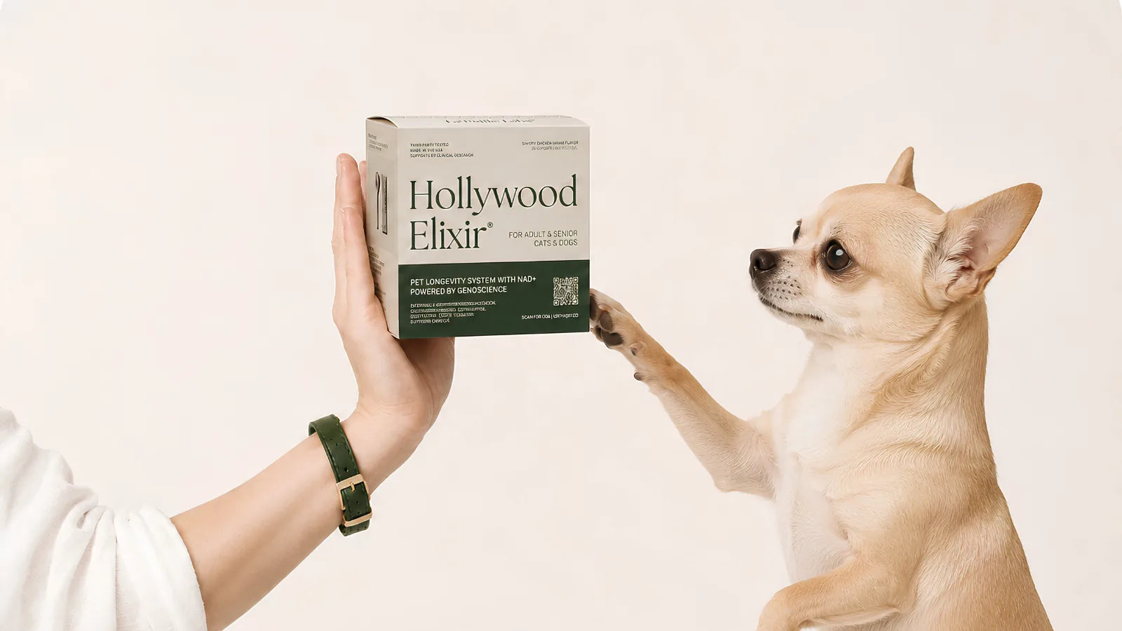 Chihuahua with the Hollywood Elixir longevity system by La Petite Labs