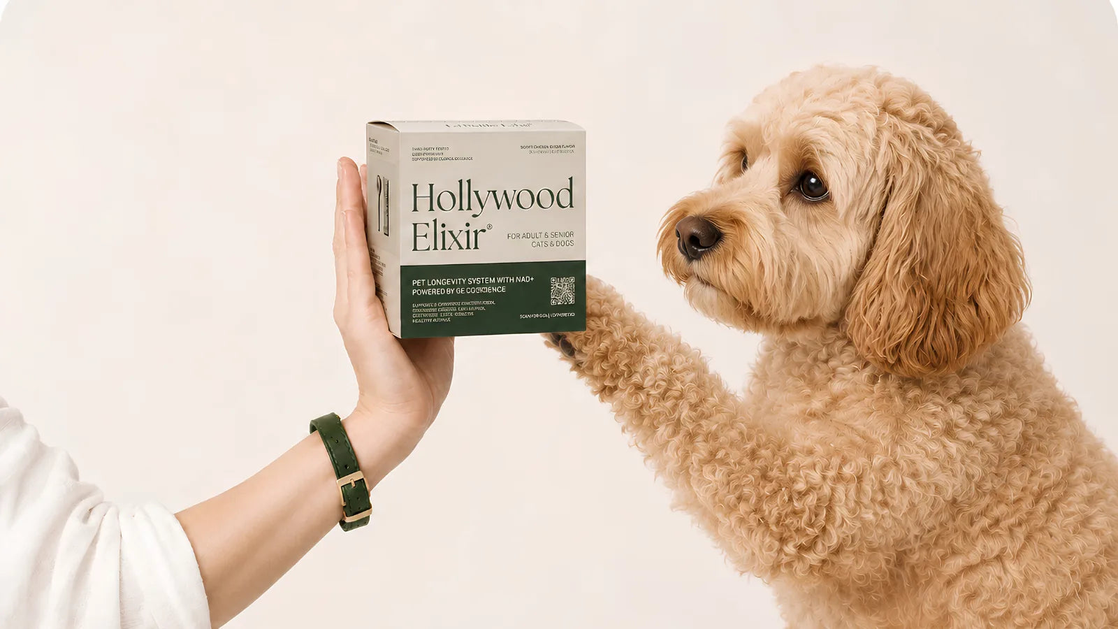 Cockapoo with the Hollywood Elixir longevity system by La Petite Labs