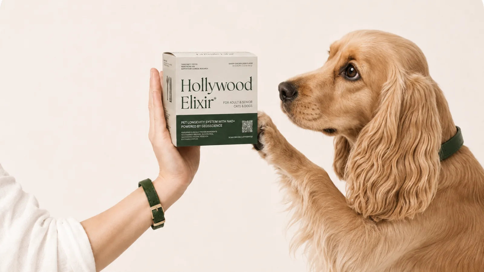 Cocker Spaniel with the Hollywood Elixir longevity system by La Petite Labs