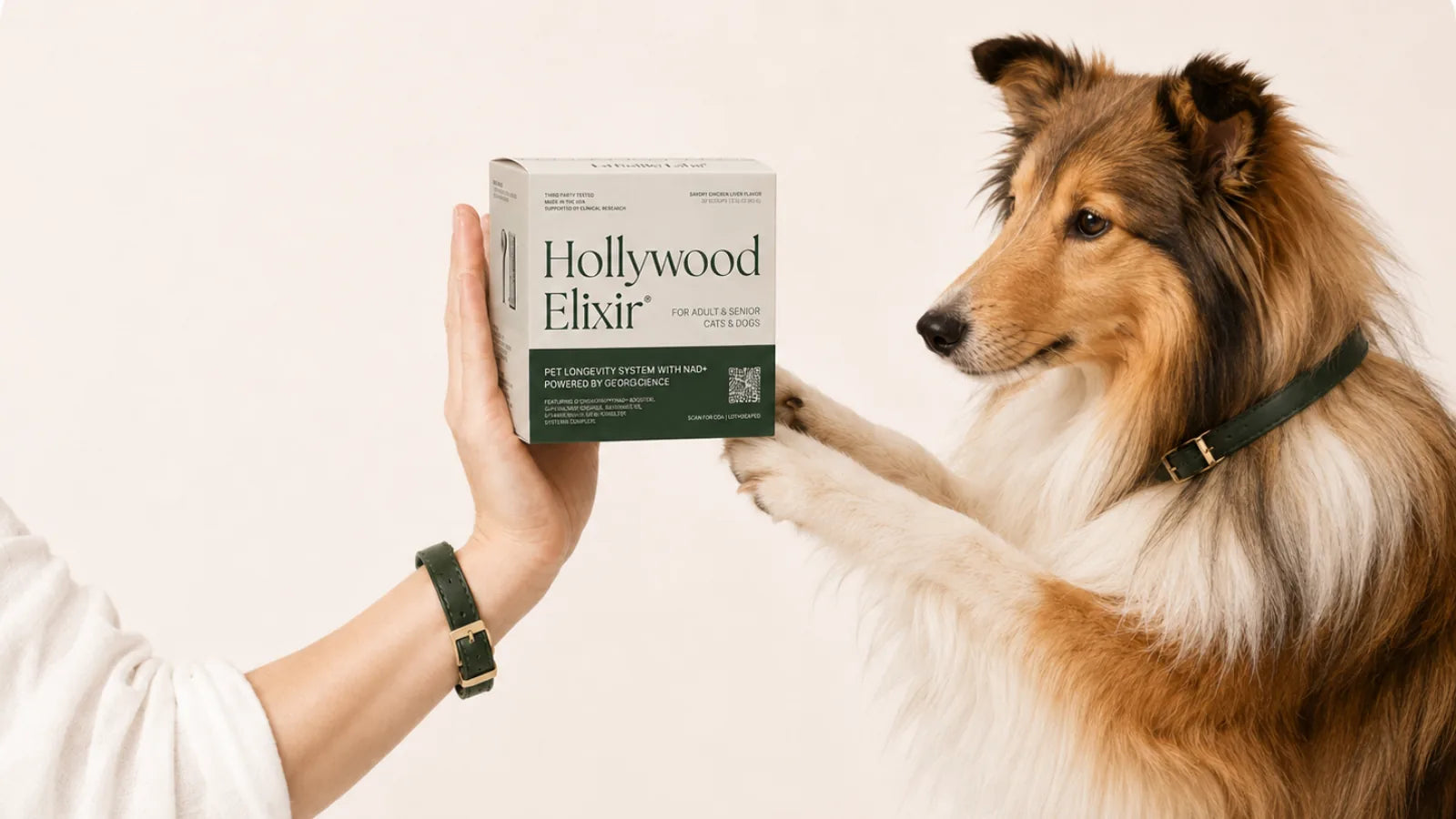 Collie with the Hollywood Elixir longevity system by La Petite Labs