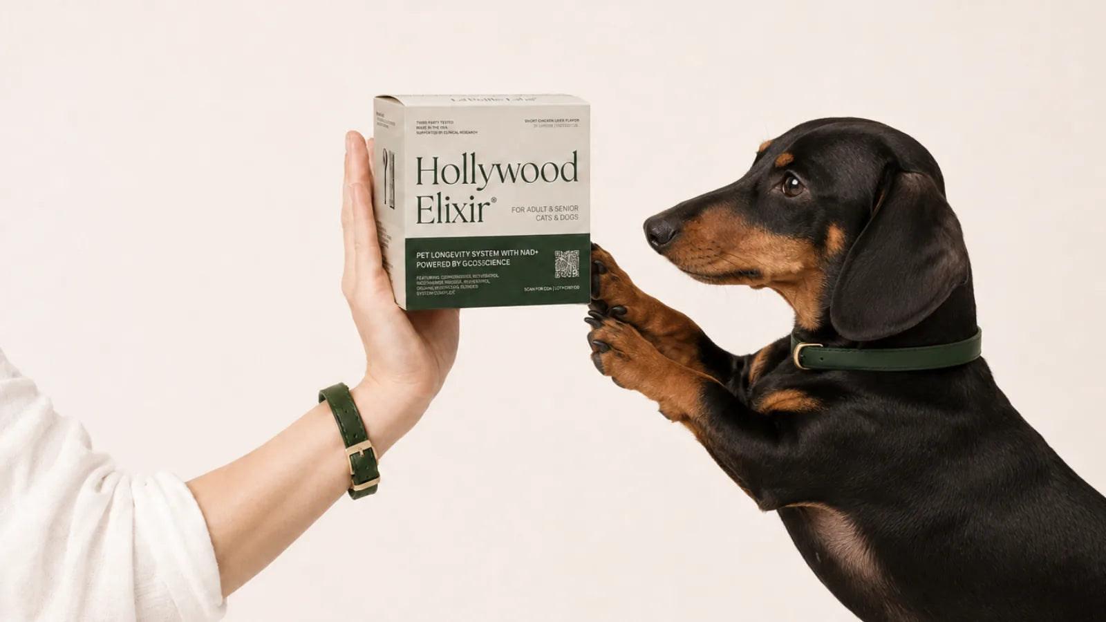 Dachshund with the Hollywood Elixir longevity system by La Petite Labs