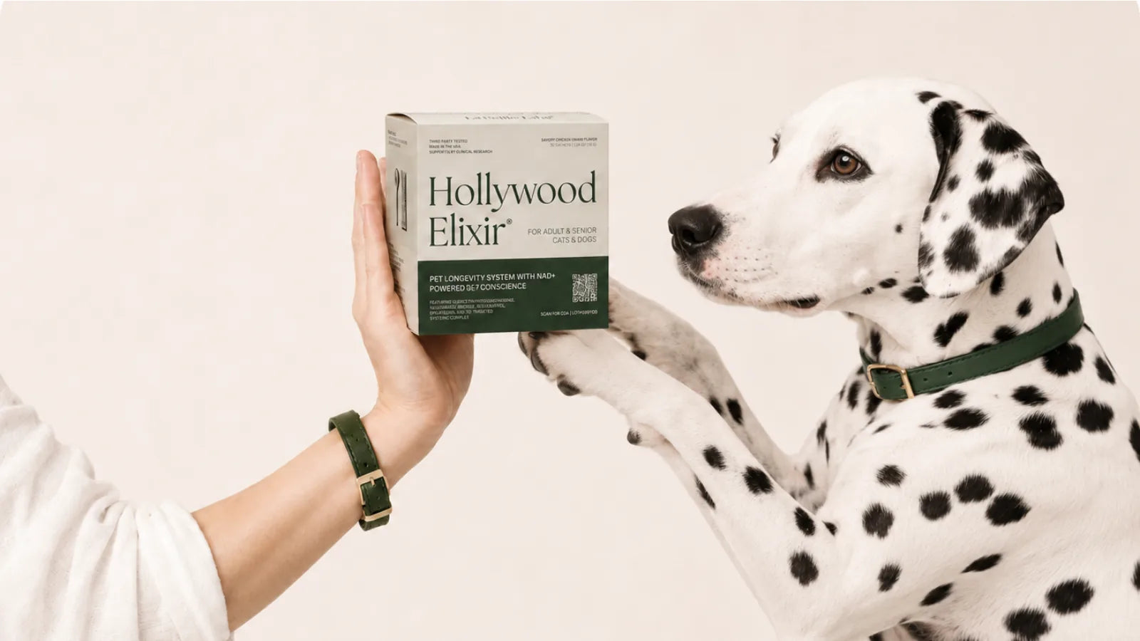 Dalmatian with the Hollywood Elixir longevity system by La Petite Labs