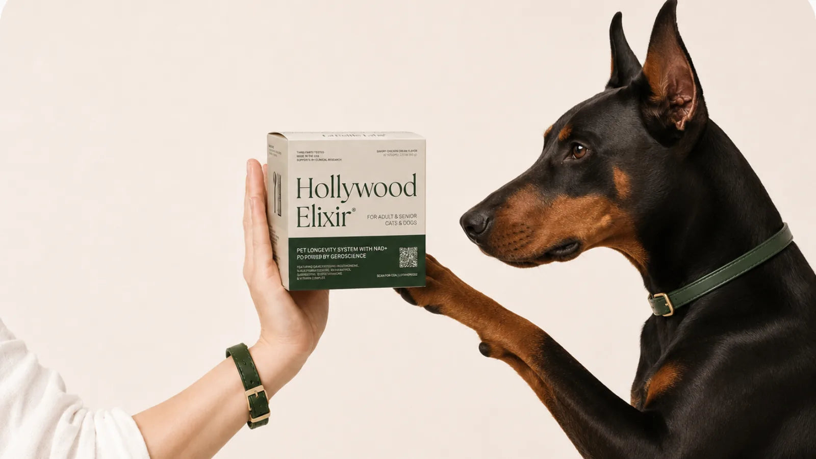 Doberman with the Hollywood Elixir longevity system by La Petite Labs