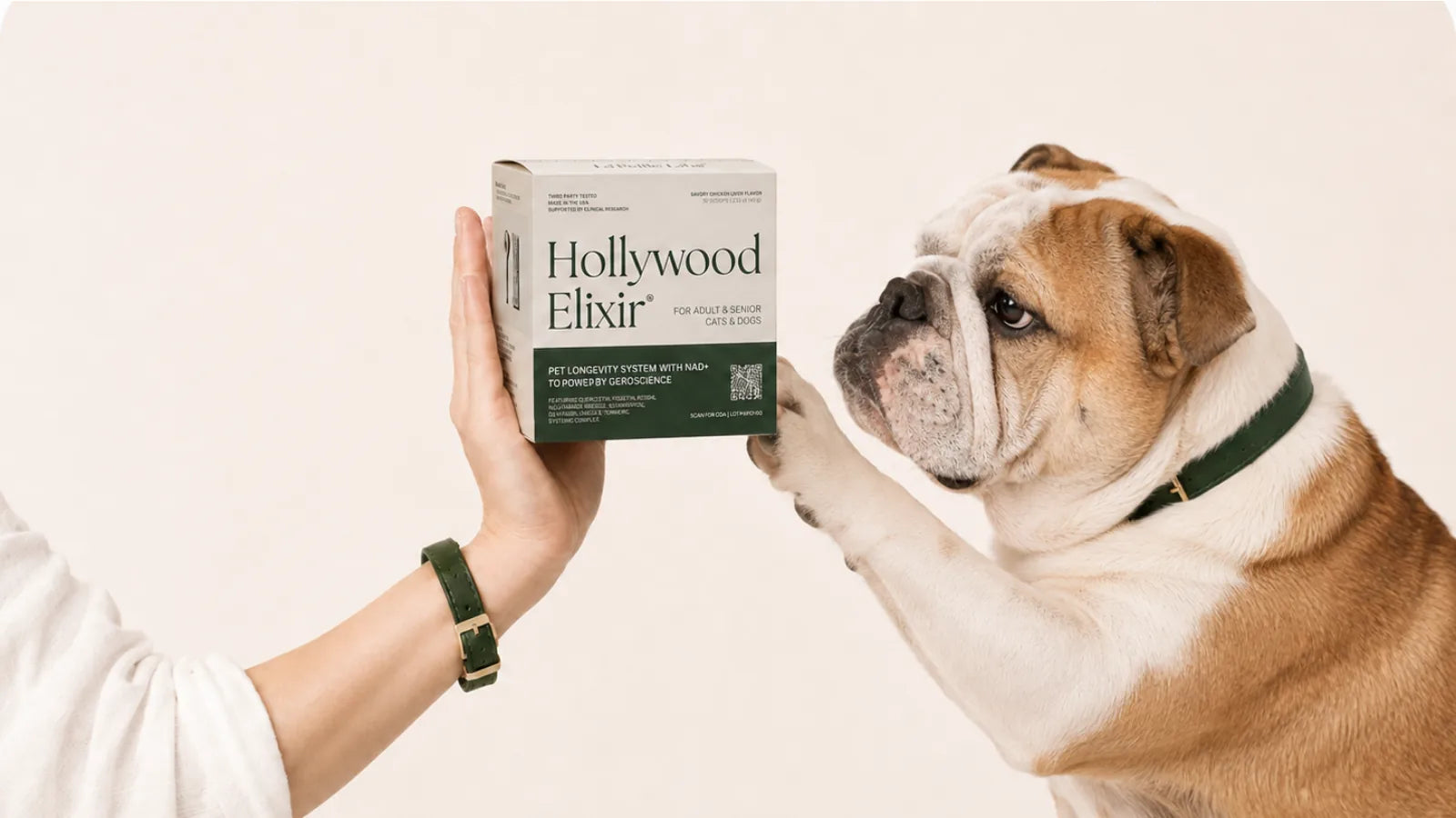 English Bulldog with the Hollywood Elixir longevity system by La Petite Labs