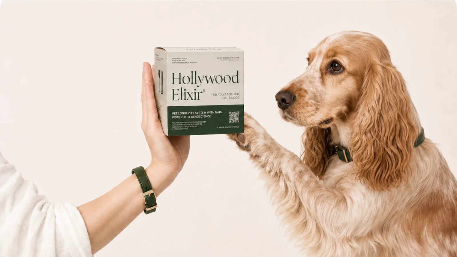 English Cocker Spaniel with the Hollywood Elixir longevity system by La Petite Labs