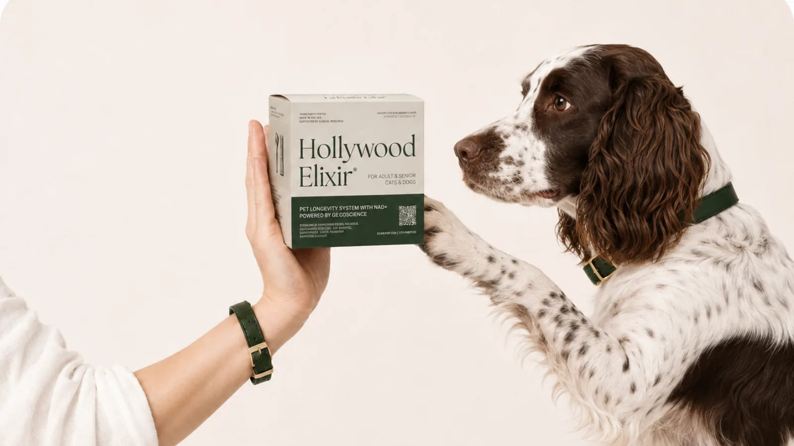 English Springer Spaniel with the Hollywood Elixir longevity system by La Petite Labs