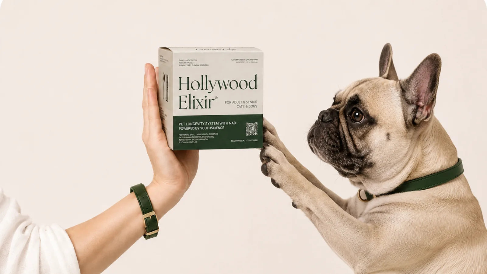 French Bulldog with the Hollywood Elixir longevity system by La Petite Labs