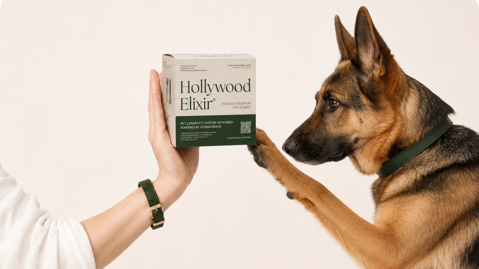 German Shepherd with the Hollywood Elixir longevity system by La Petite Labs
