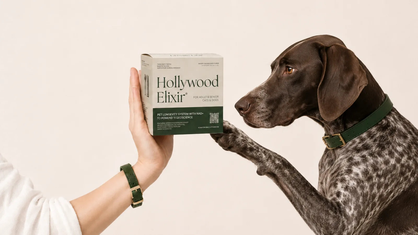 German Shorthaired Pointer with the Hollywood Elixir longevity system by La Petite Labs