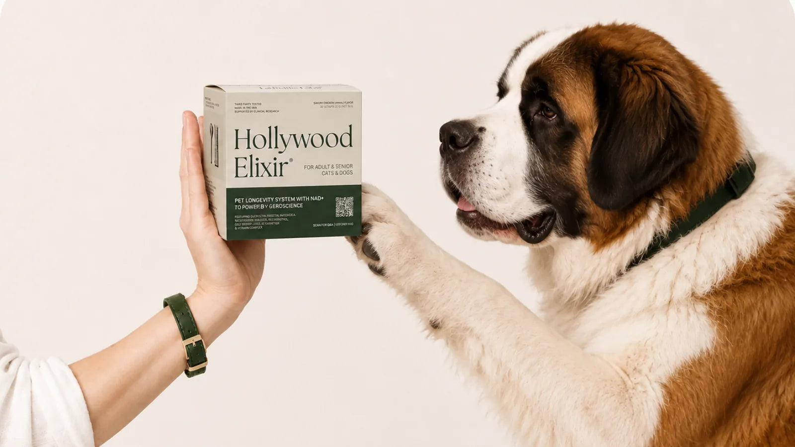 Giant Breed Dog with the Hollywood Elixir longevity system by La Petite Labs