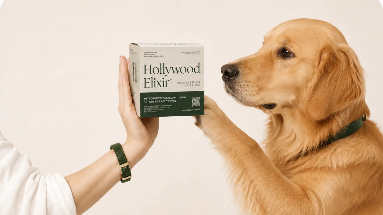 Golden Retriever with the Hollywood Elixir longevity system by La Petite Labs
