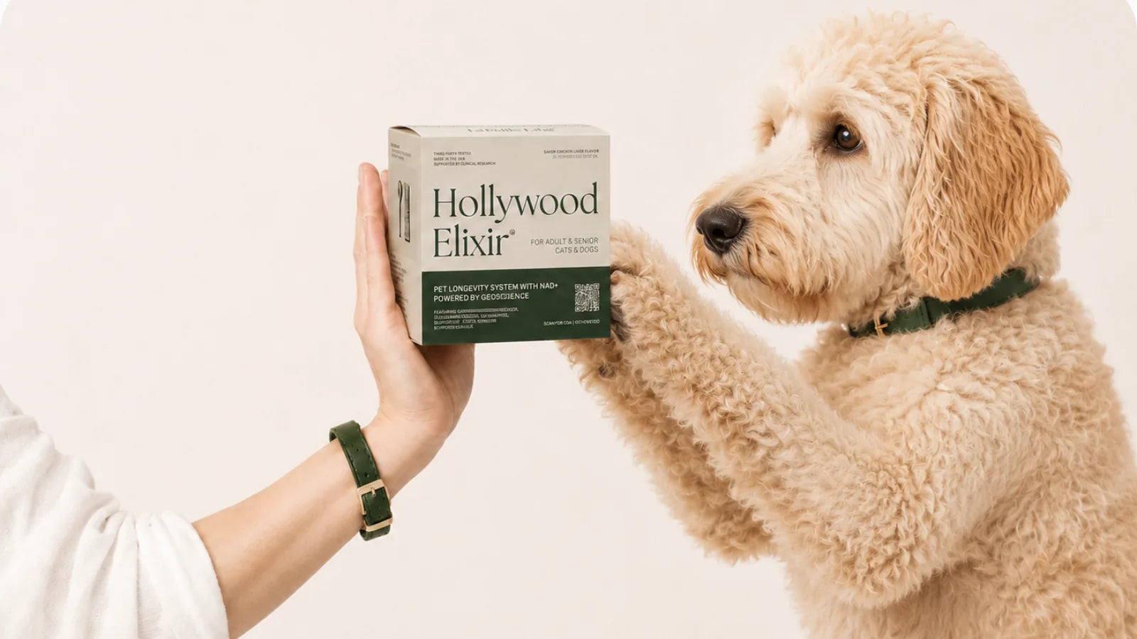 Goldendoodle with the Hollywood Elixir longevity system by La Petite Labs