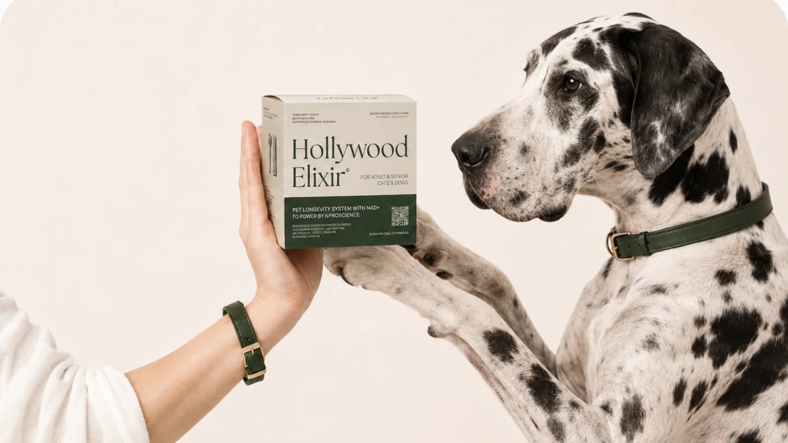 Great Dane with the Hollywood Elixir longevity system by La Petite Labs