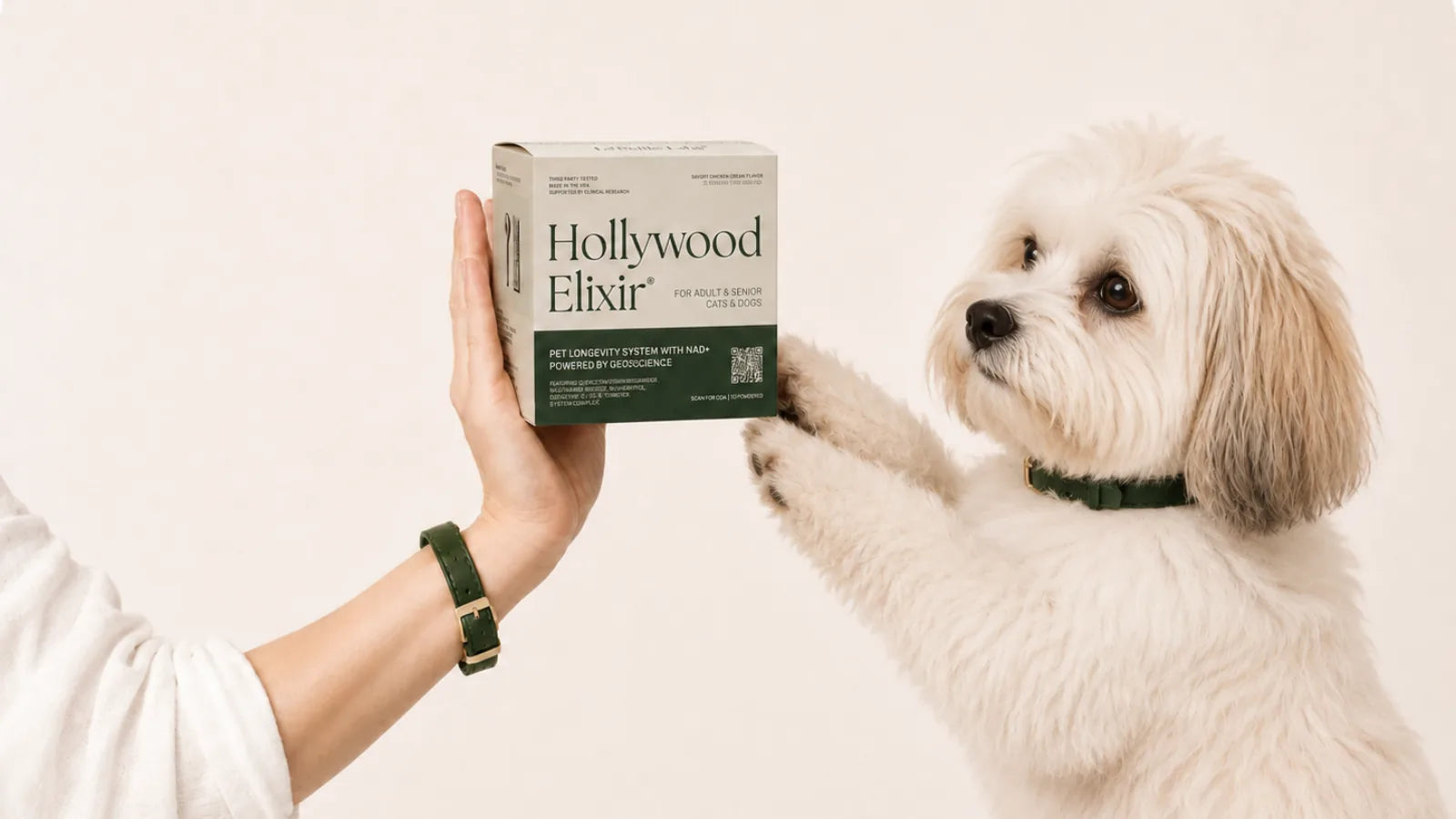 Havanese with the Hollywood Elixir longevity system by La Petite Labs