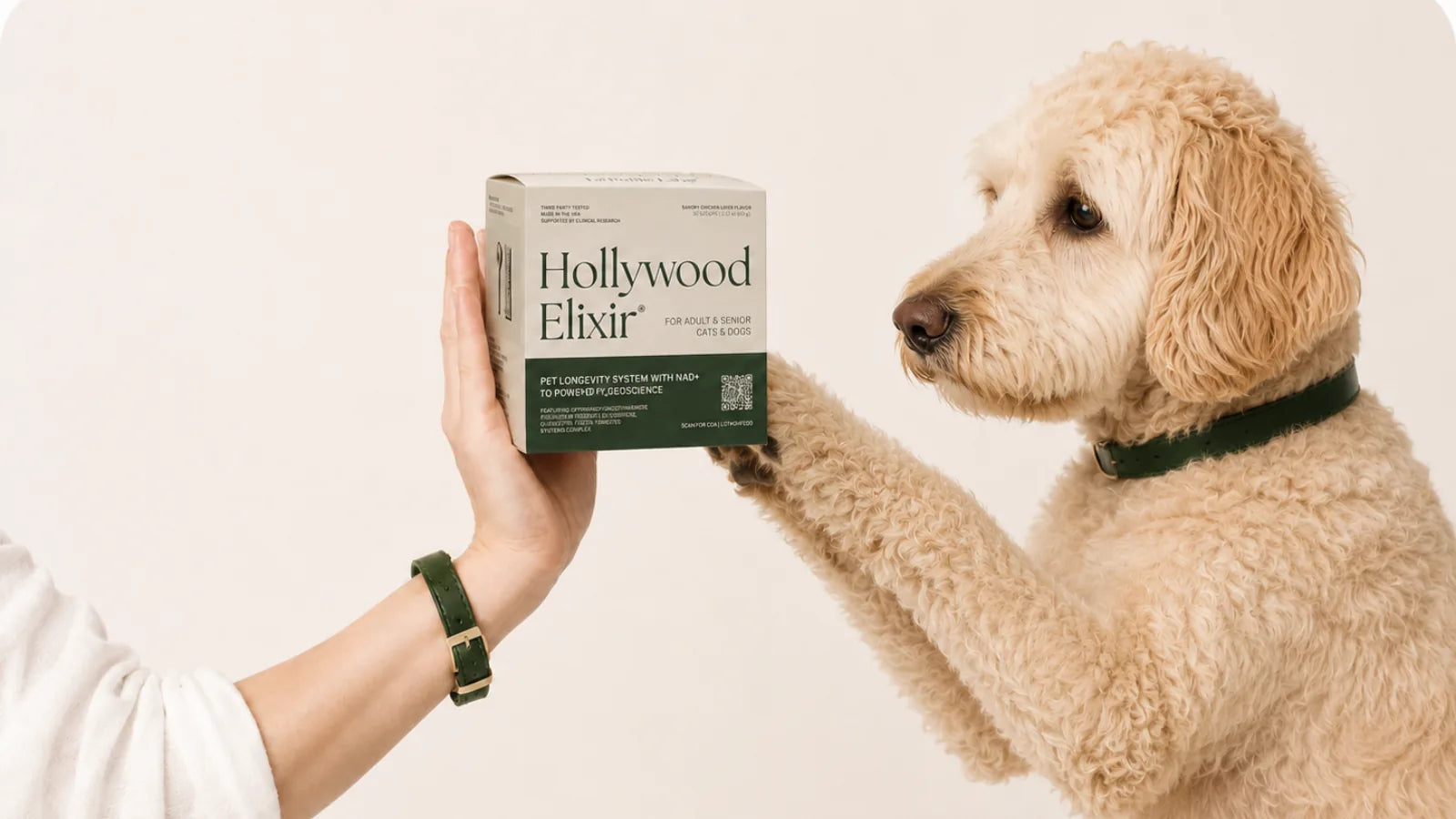 Labradoodle with the Hollywood Elixir longevity system by La Petite Labs