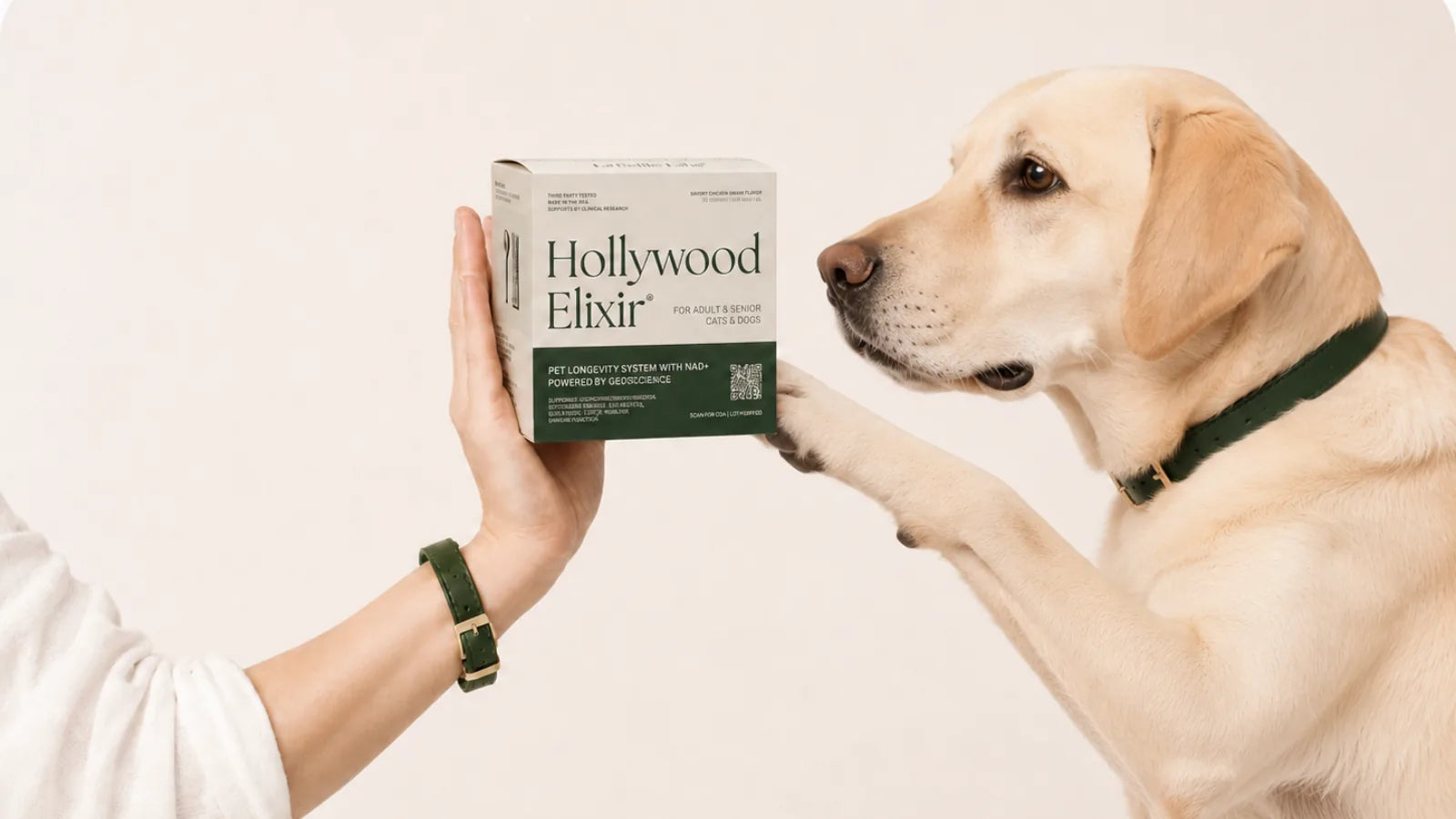 Labrador Retriever with the Hollywood Elixir longevity system by La Petite Labs