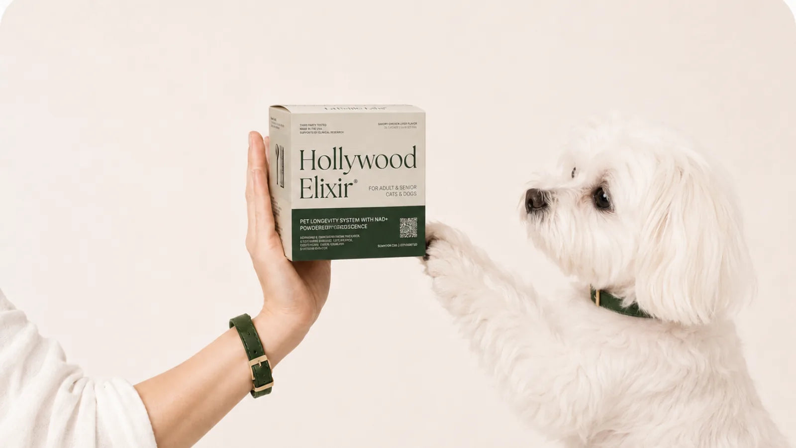 Maltese with the Hollywood Elixir longevity system by La Petite Labs