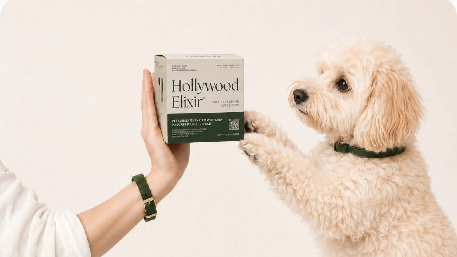 Maltipoo with the Hollywood Elixir longevity system by La Petite Labs