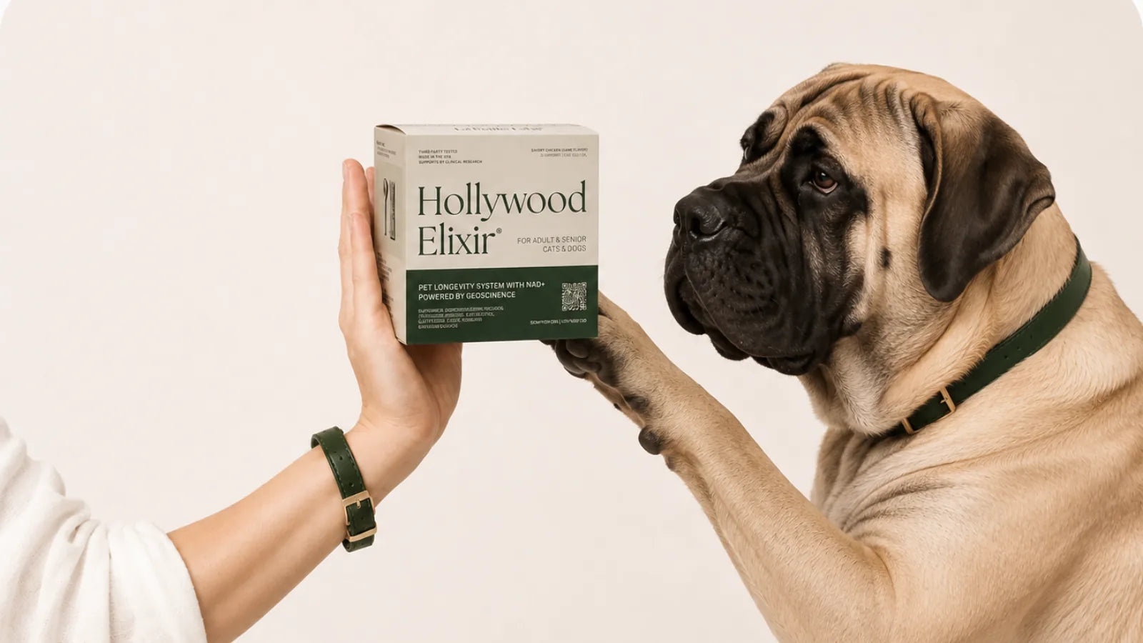 Mastiff with the Hollywood Elixir longevity system by La Petite Labs