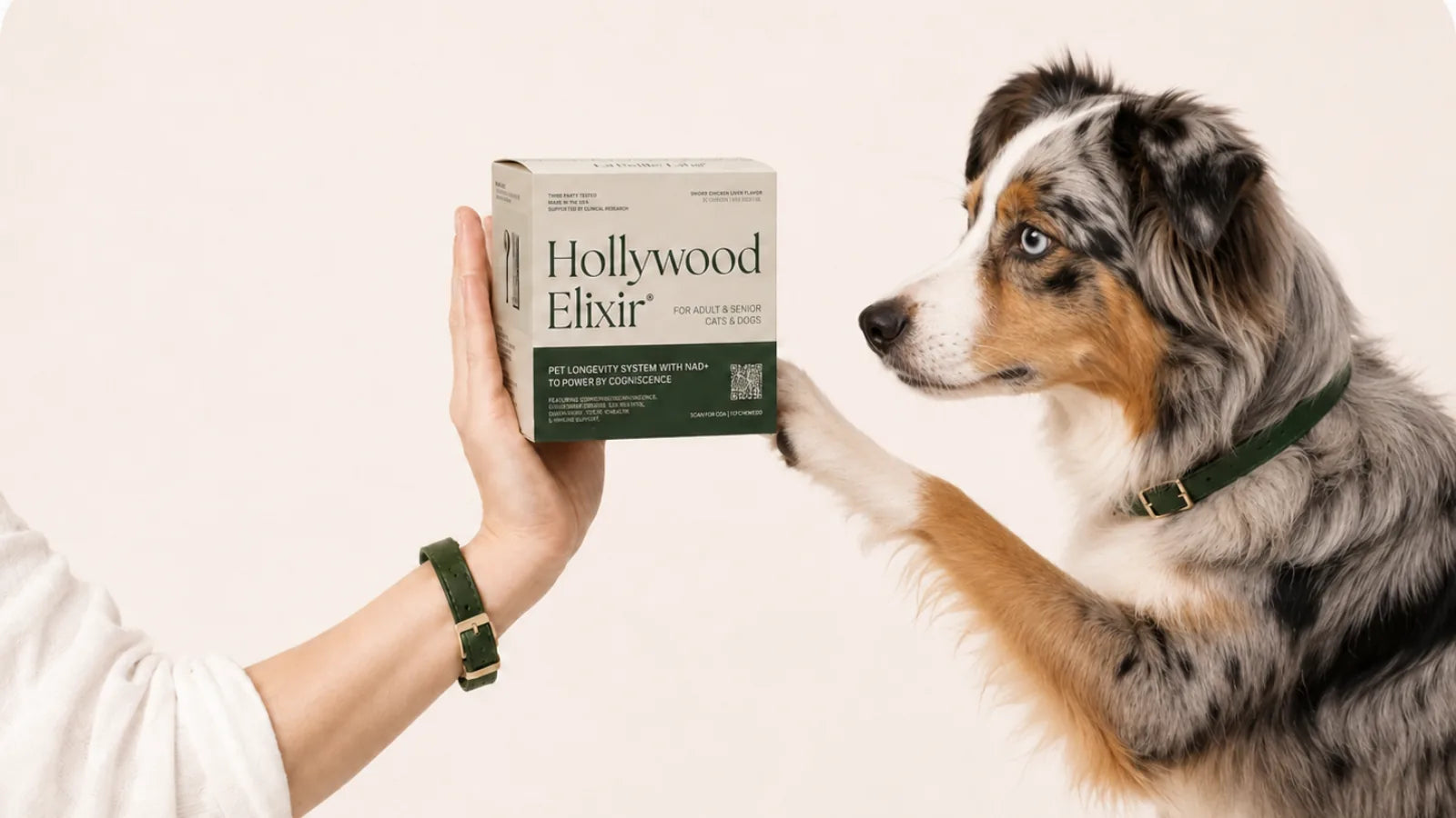 Miniature American Shepherd with the Hollywood Elixir longevity system by La Petite Labs