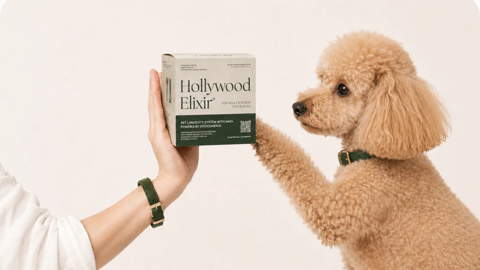 Miniature Poodle with the Hollywood Elixir longevity system by La Petite Labs