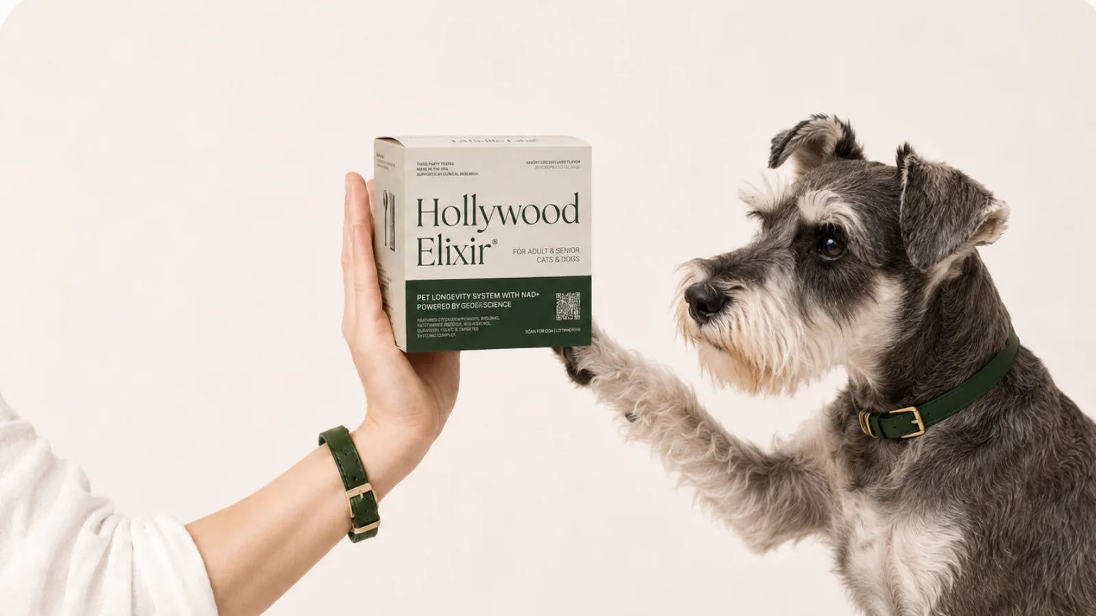 Miniature Schnauzer with the Hollywood Elixir longevity system by La Petite Labs
