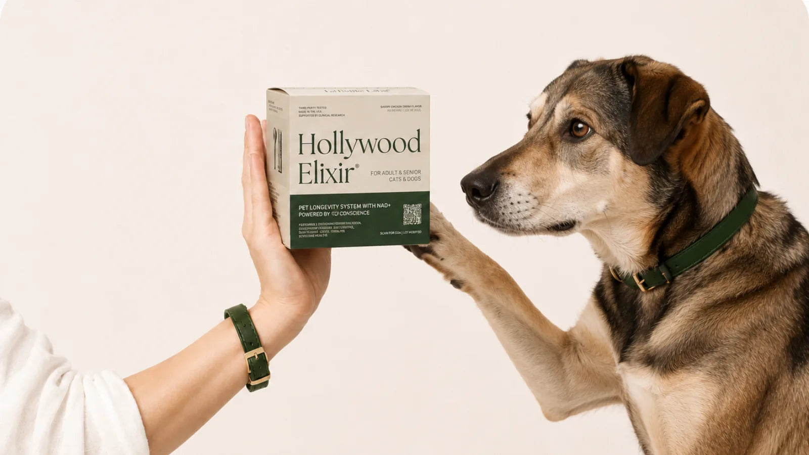 Mixed Breed Dog with the Hollywood Elixir longevity system by La Petite Labs