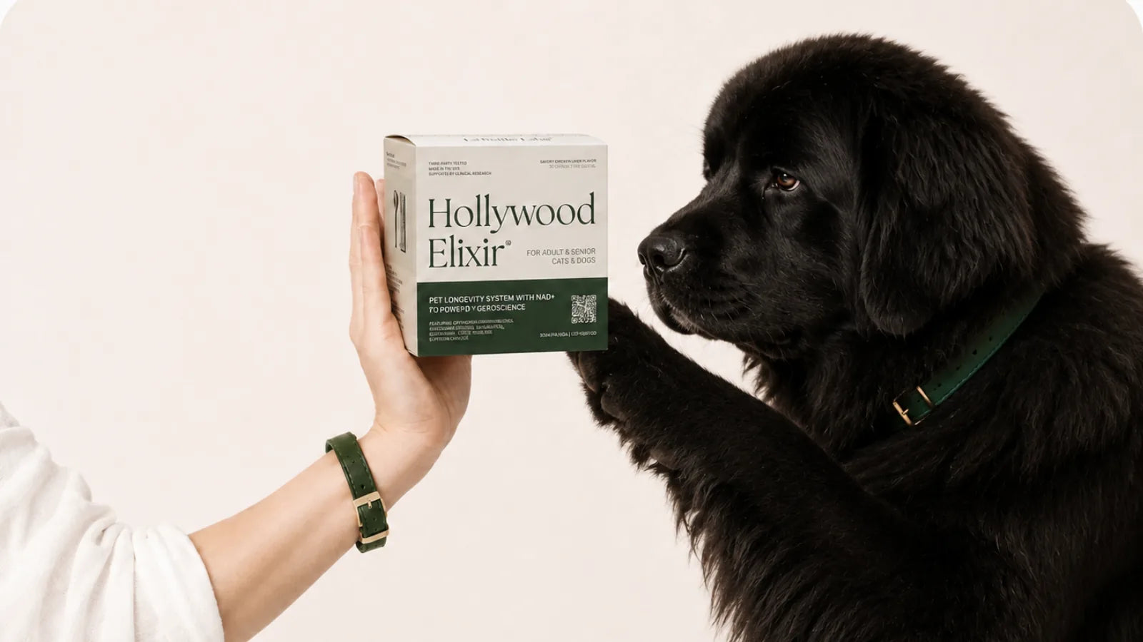 Newfoundland with the Hollywood Elixir longevity system by La Petite Labs