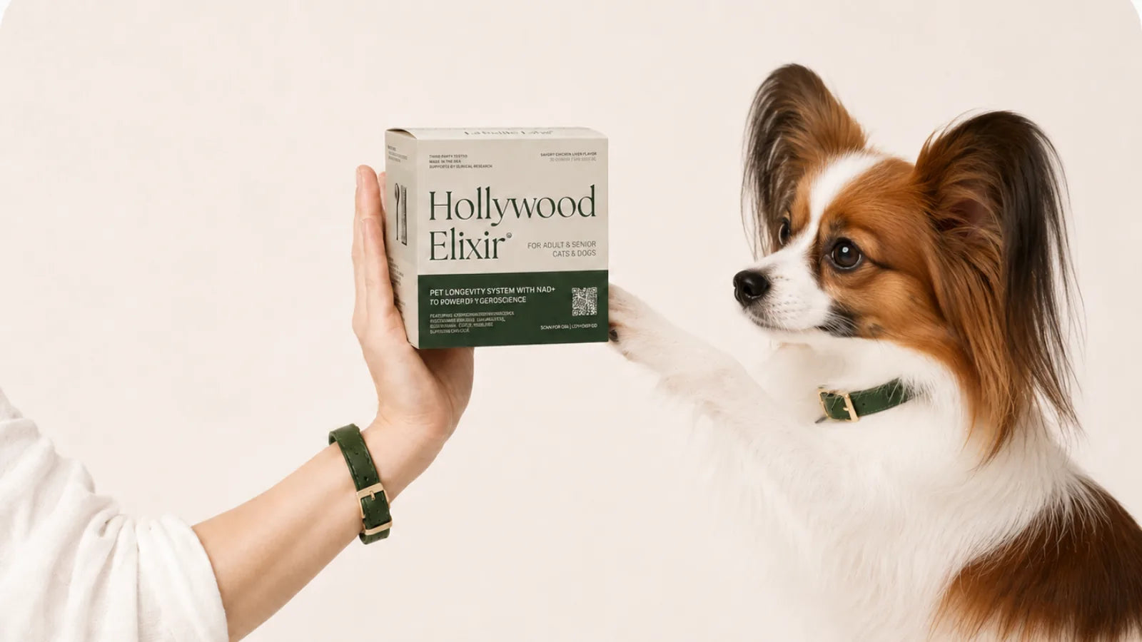 Papillon with the Hollywood Elixir longevity system by La Petite Labs