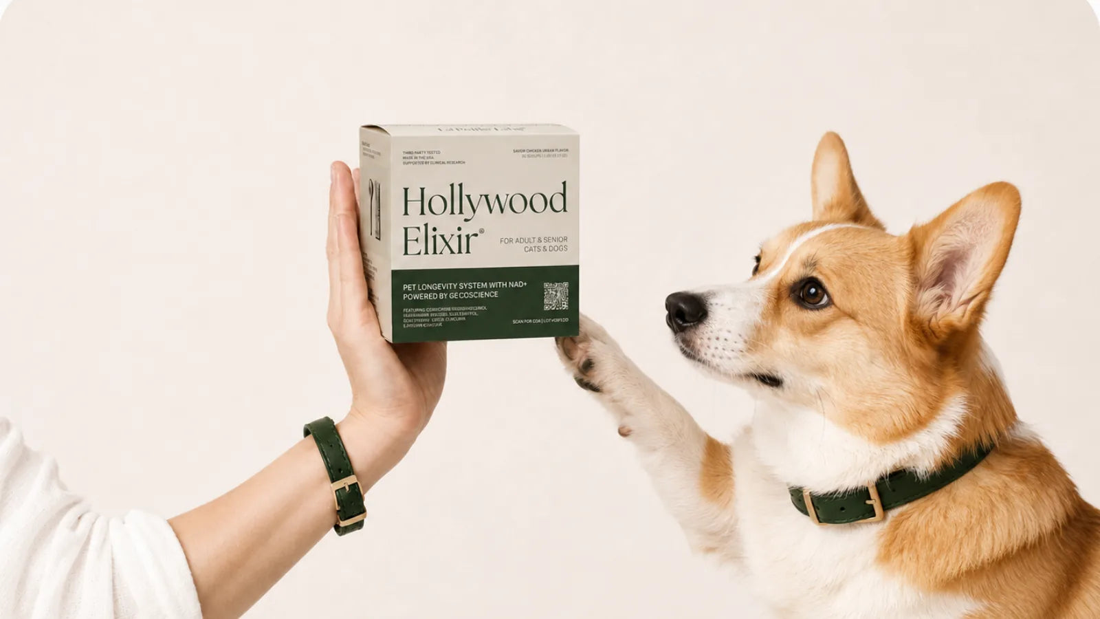Pembroke Welsh Corgi with the Hollywood Elixir longevity system by La Petite Labs