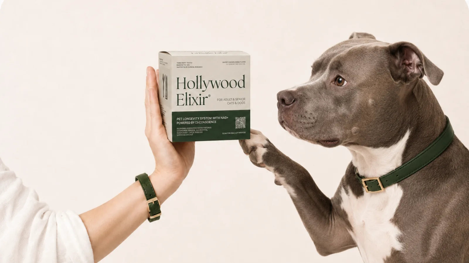 Pit Bull with the Hollywood Elixir longevity system by La Petite Labs
