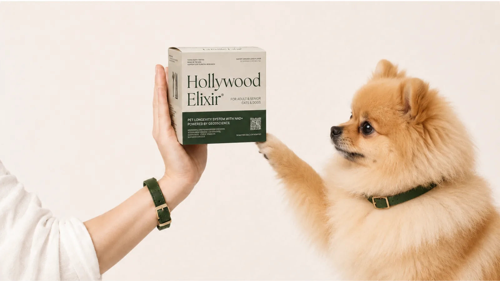 Pomeranian with the Hollywood Elixir longevity system by La Petite Labs