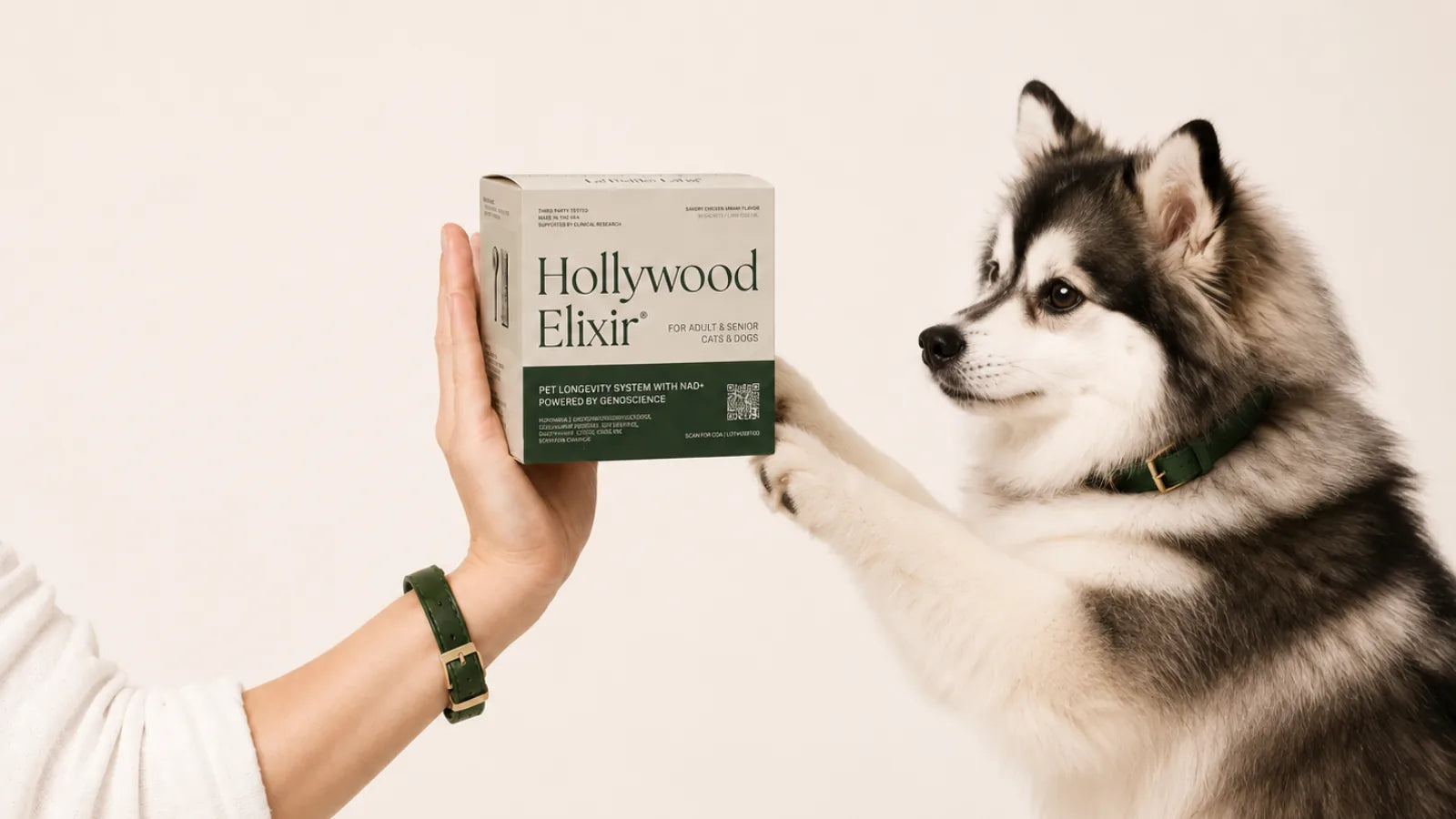 Pomsky with the Hollywood Elixir longevity system by La Petite Labs