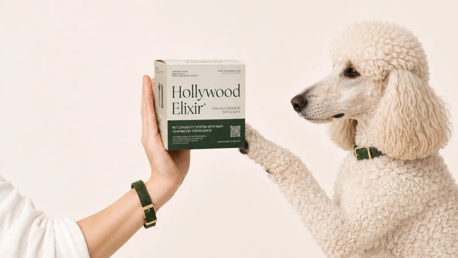 Poodle with the Hollywood Elixir longevity system by La Petite Labs