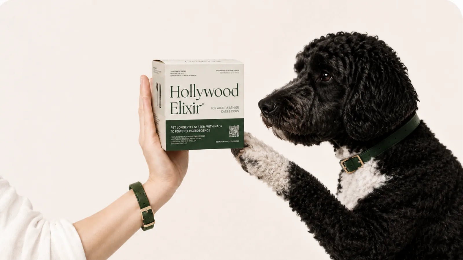 Portuguese Water Dog with the Hollywood Elixir longevity system by La Petite Labs