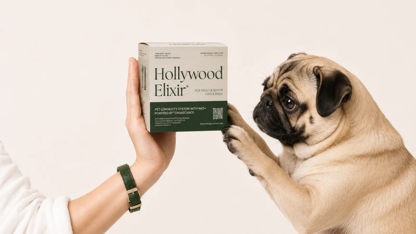 Pug with the Hollywood Elixir longevity system by La Petite Labs