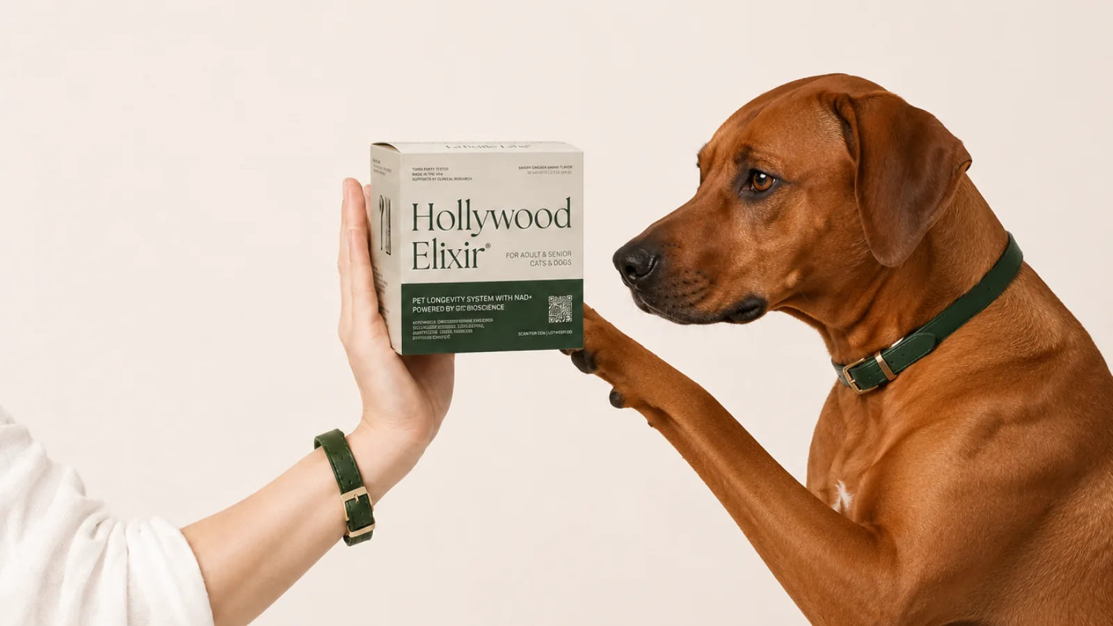 Rhodesian Ridgeback with the Hollywood Elixir longevity system by La Petite Labs