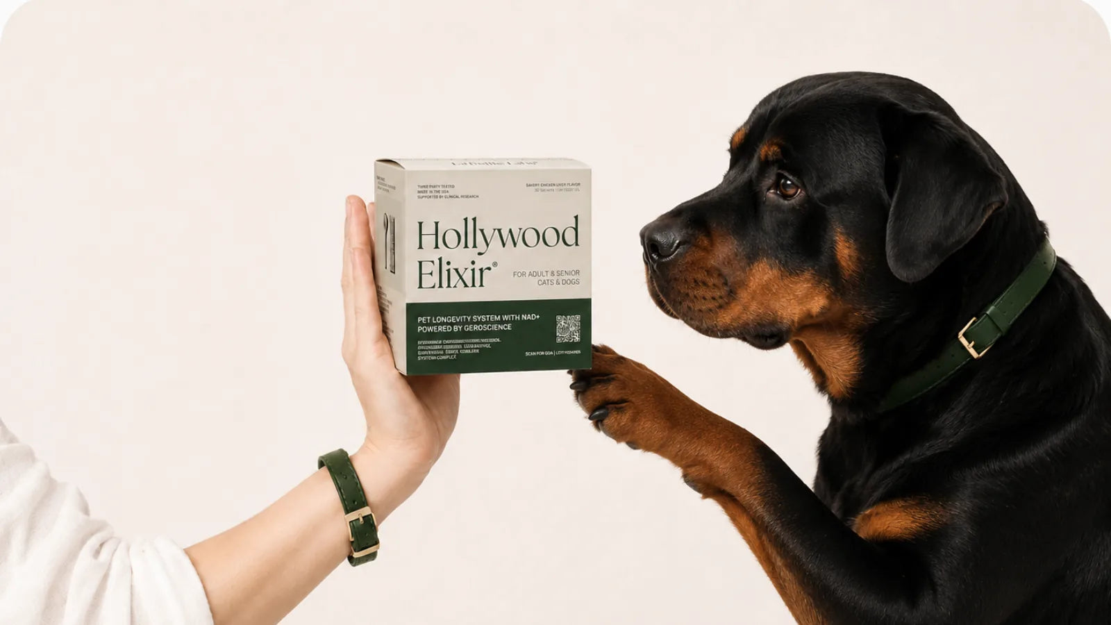 Rottweiler with the Hollywood Elixir longevity system by La Petite Labs