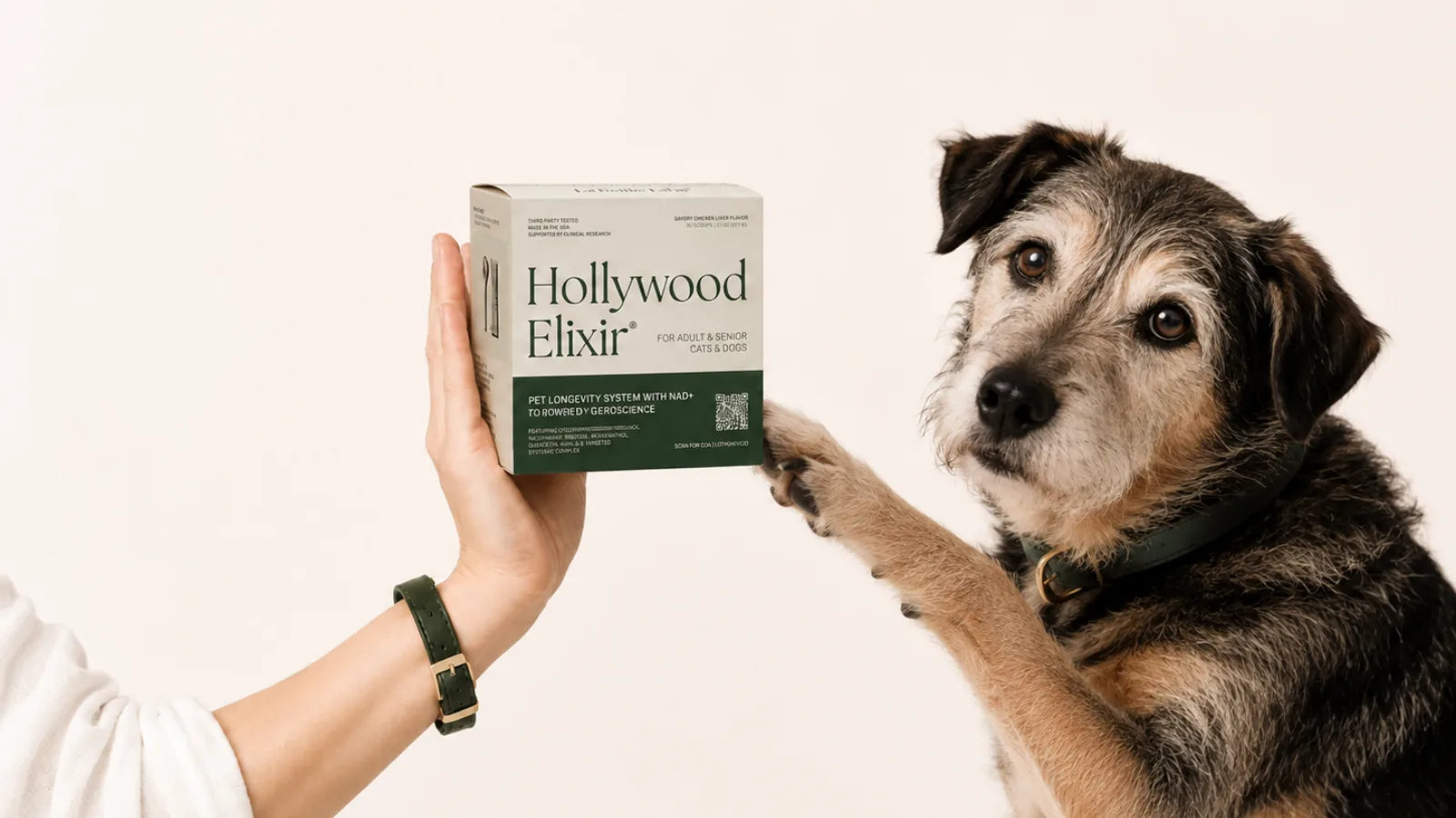 Senior Rescue Dog with the Hollywood Elixir longevity system by La Petite Labs