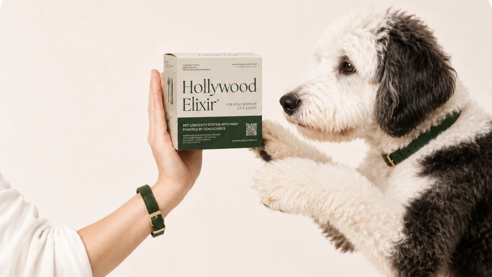 Sheepadoodle with the Hollywood Elixir longevity system by La Petite Labs