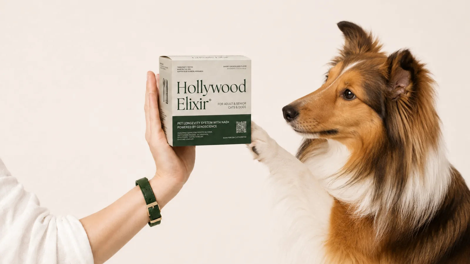 Shetland Sheepdog with the Hollywood Elixir longevity system by La Petite Labs