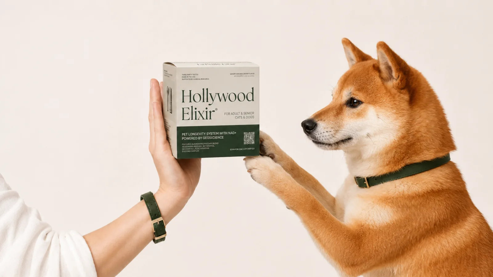 Shiba Inu with the Hollywood Elixir longevity system by La Petite Labs