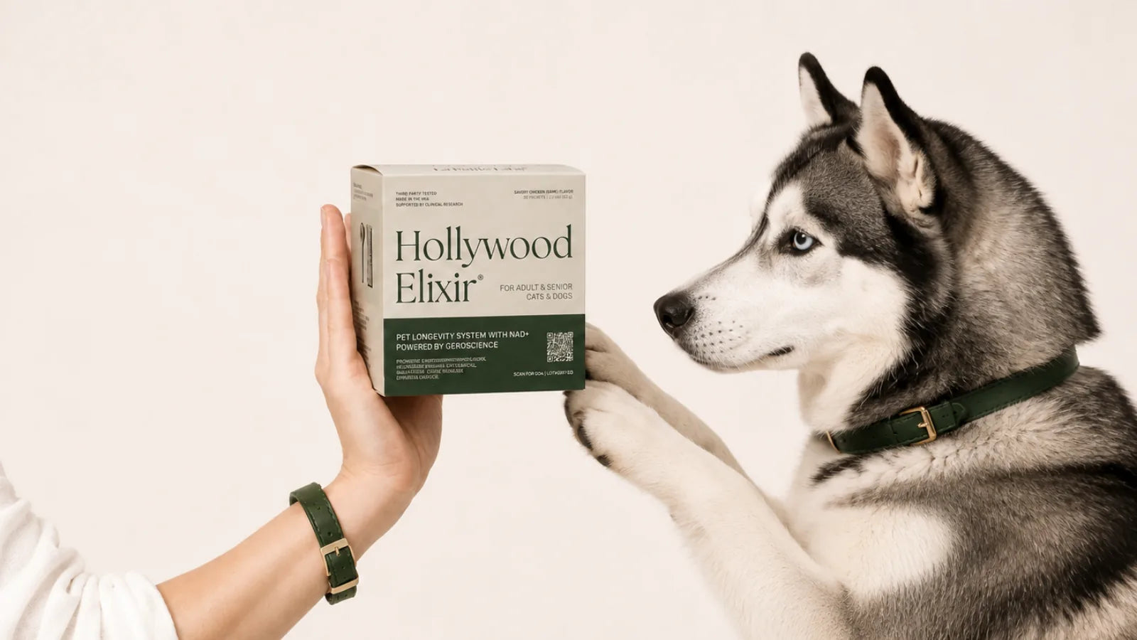 Siberian Husky with the Hollywood Elixir longevity system by La Petite Labs