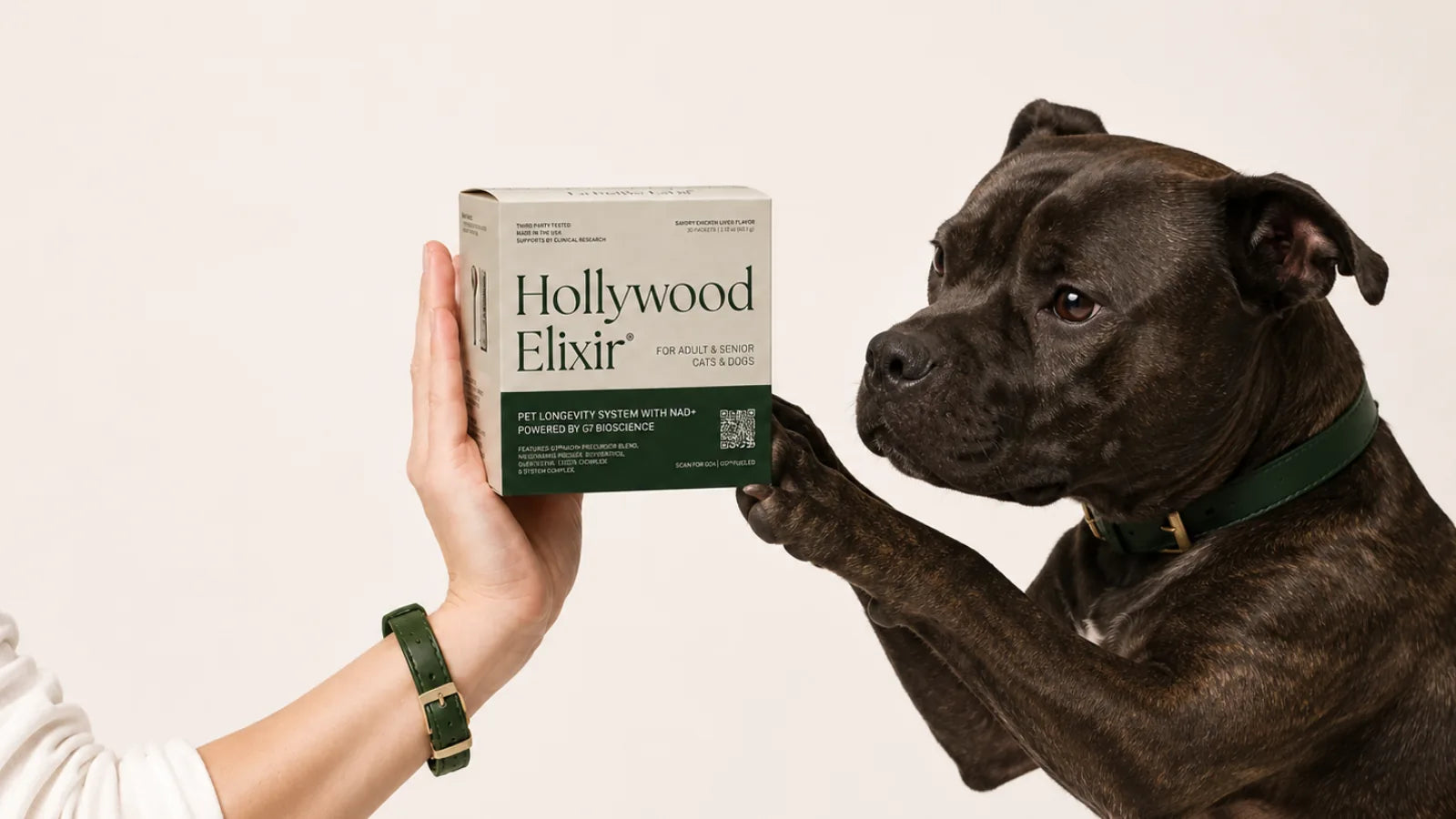 Staffordshire Bull Terrier with the Hollywood Elixir longevity system by La Petite Labs